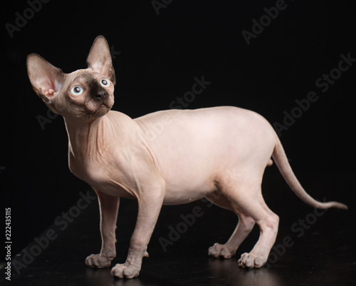 Sphinx cat isolated on Black Background in studio