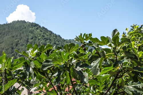 fig tree with green fruits against the mountains