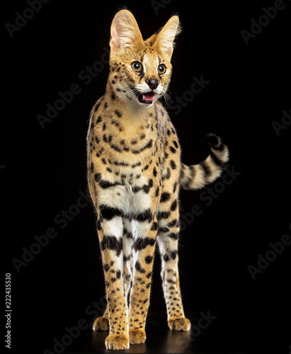 Serval cat isolated on Black Background in studio photo