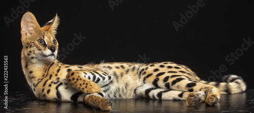 Foto Serval cat isolated on Black Background in studio