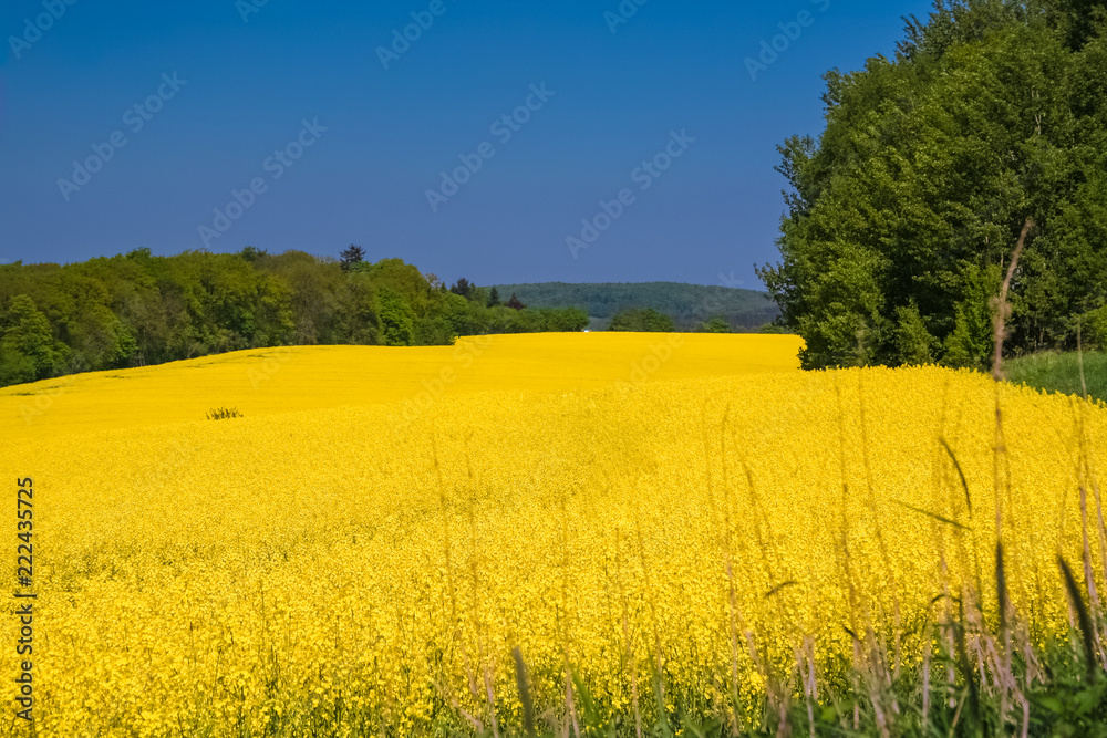 Lovely scenery of a huge yellow blooming canola field in the countryside of North Hesse, Germany. The beautiful golden flowers are embedded between green trees like water flowing through a riverbed. 