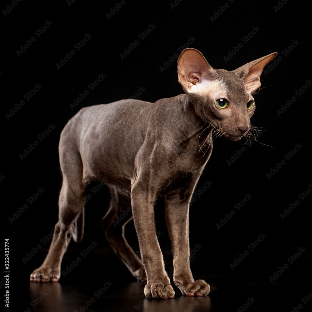 Peterbald cat isolated on Black Background in studio