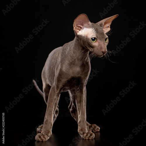 Peterbald cat isolated on Black Background in studio