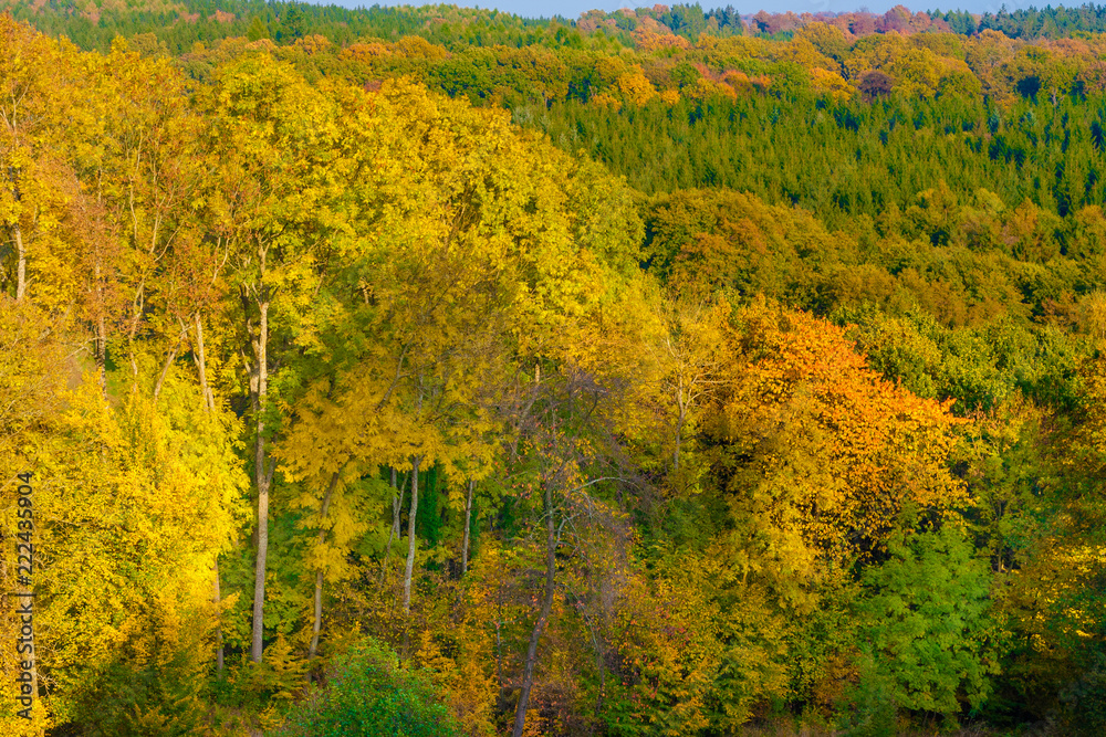 Great view of the colourful treetops of the forest Reinhardswald; displaying a spectacular golden autumn foliage on a beautiful sunny day in Germany.