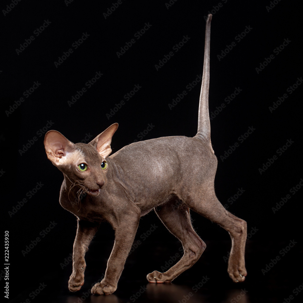 Peterbald cat isolated on Black Background in studio