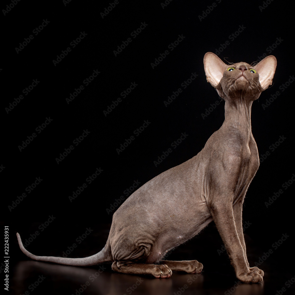 Peterbald cat isolated on Black Background in studio Peterbald cat isolated on Black Background in studio