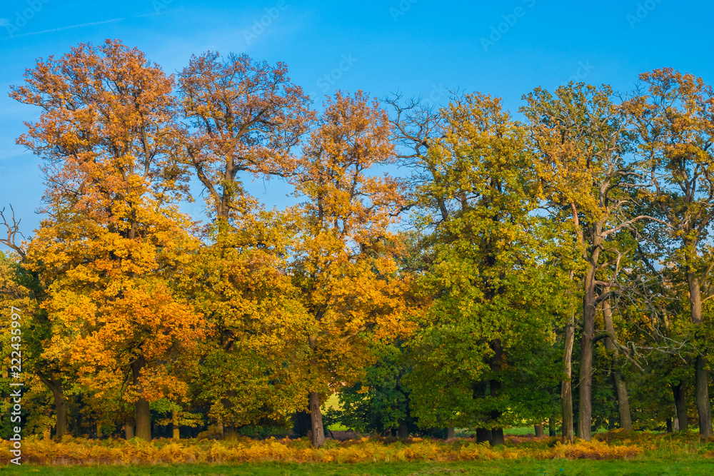 A beautiful picture of a row of tall trees with colourful leaves showing a golden autumn on a sunny day with a nice blue sky at the famous forest Reinhardswald in Germany. A beautiful picture of a row of tall trees with colourful leaves showing a golden autumn on a sunny day with a nice blue sky at the famous forest Reinhardswald in Germany.