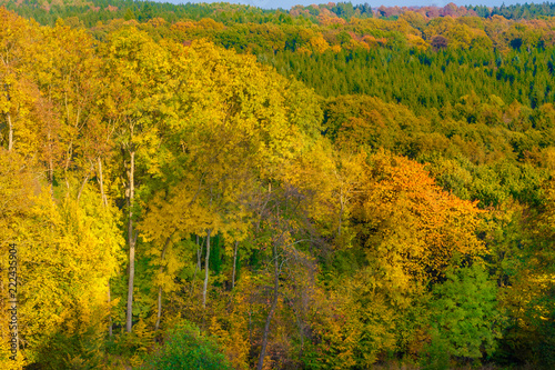 Fototapeta Naklejka Na Ścianę i Meble -  Great view of the colourful treetops of the forest Reinhardswald; displaying a spectacular golden autumn foliage on a beautiful sunny day in Germany.