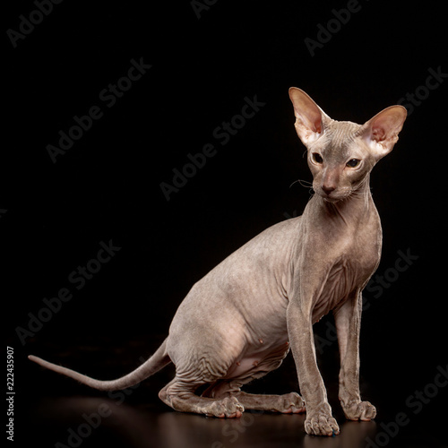 Obraz na plátně Peterbald cat isolated on Black Background in studio