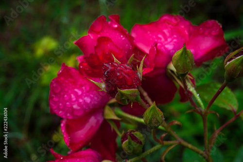 red rose with water drops on petals