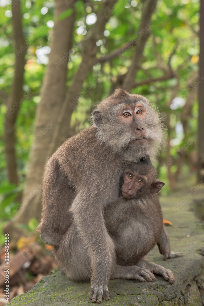 Monkey Forest Ubud Bali Indonesia funny apes playing around