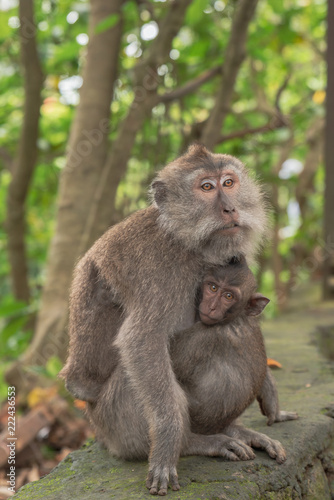 Monkey Forest Ubud Bali Indonesia funny apes playing around © Tom Baur