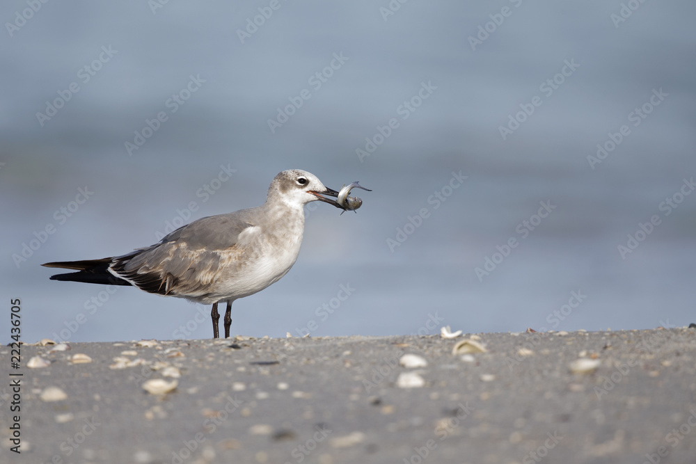 A laughing gull (Leucophaeus atricilla) eating a fish on the beach with the gulf of Mexico in the background. A laughing gull (Leucophaeus atricilla) eating a fish on the beach with the gulf of Mexico in the background.
