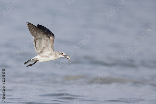 A laughing gull (Leucophaeus atricilla) in flight over the beach with sea in the background.