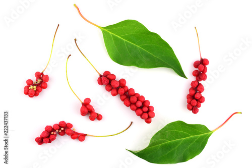 Schisandra Chinensis Medicinal Herb Plant Leaves and Fruit. Isolated on White Background. Also Magnolia-Vine, Chinese Magnolia-Vine, Schisandra, Magnolia Berry or Five-Flavor-Fruit.