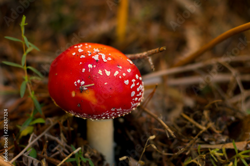 Mushroom Amanita Muscarea photo