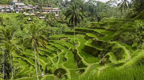 rice terrace bali indonesia palm trees love peace view walk