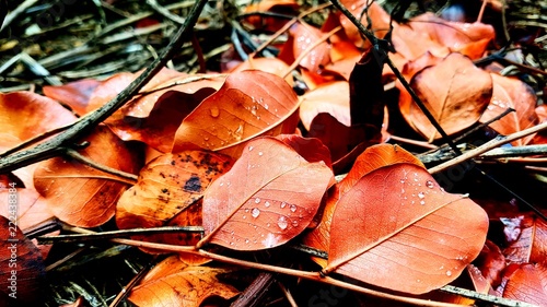 autumn leaves close up