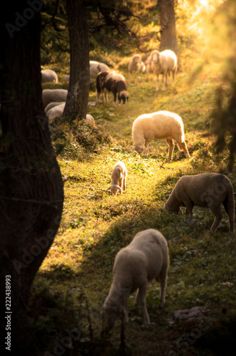 A lamb eats betwin the sheep by the sunset photo