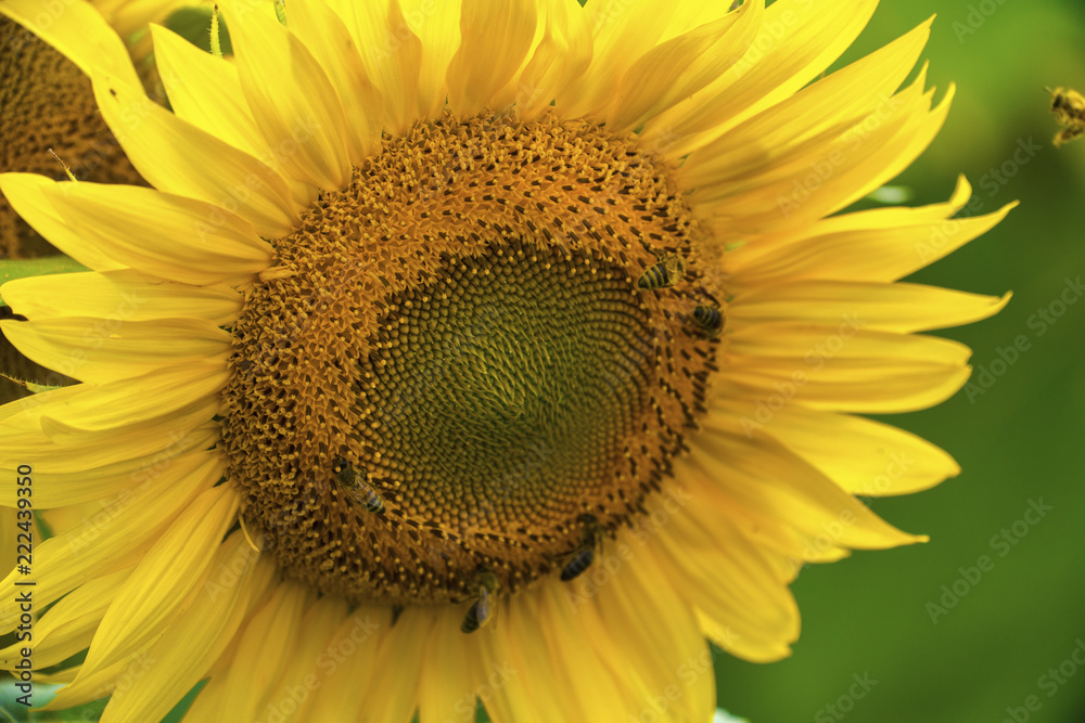 Sunflower and bees in the garden Sunflower and bees in the garden