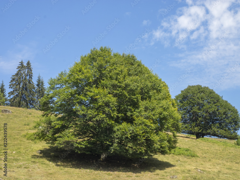 Obraz premium Fagus sylvatica. Hêtres communs de Forêt-Noire en Allemagne 