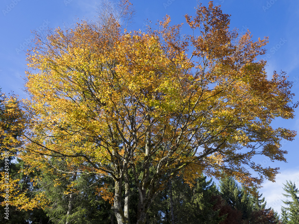 Fagus sylvatica. Houppiers de hêtres communs de Forêt-Noire en Allemagne aux couleurs cuivrées d'automne. 