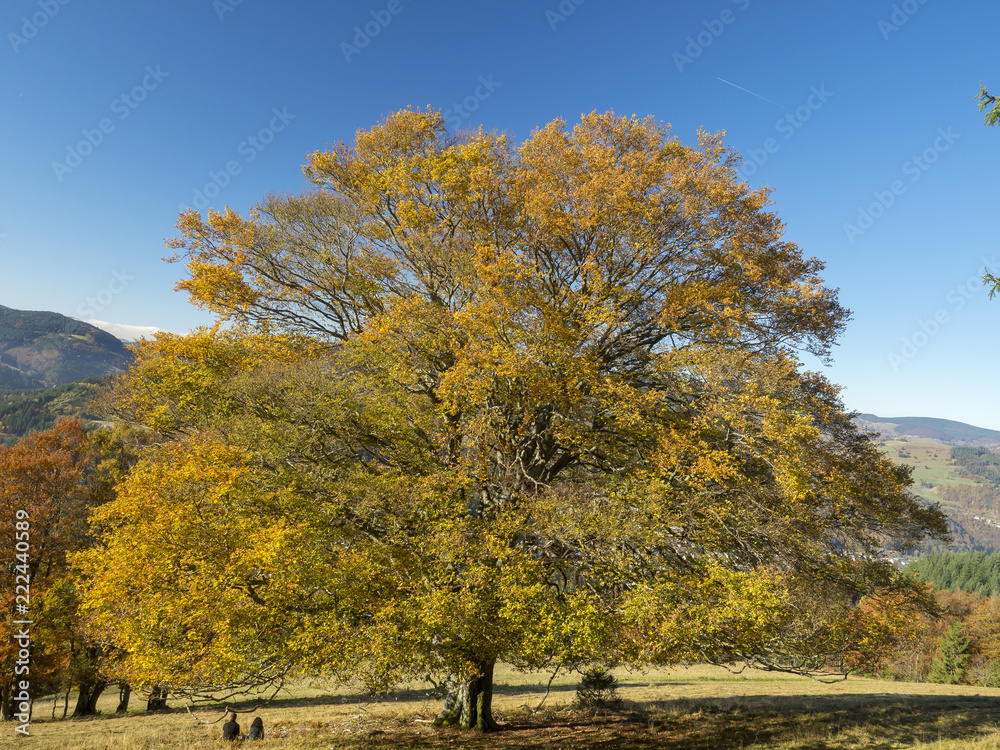 Fagus sylvatica. Houppiers de hêtres communs de Forêt-Noire en Allemagne aux couleurs cuivrées d'automne. 