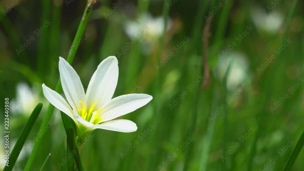 Close up rain lily flower on field Close up rain lily flower on field