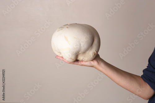 фотографія Mushroom Giant puffball on woman hand