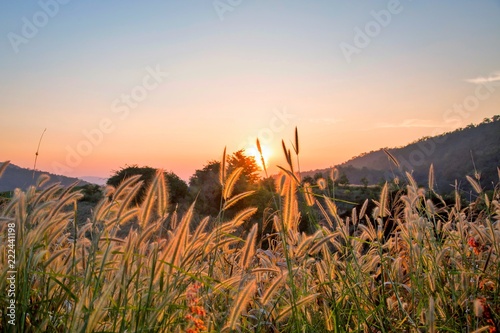 Beautiful Imperata cylindrica(cogon grass) on the mountain with sunrise sky background at  Phu Toei National Park ,Suphanburi ,Thailand. 