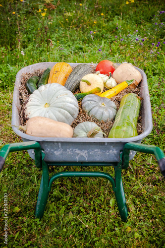 jardin potager organique naturel biologique légumes courges et potirons  de la terre à la cuisine