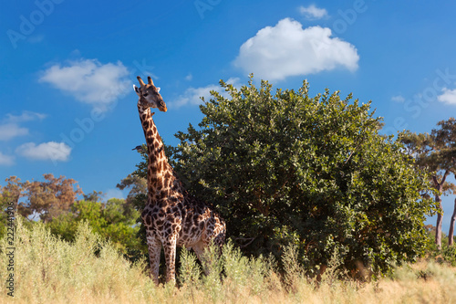 South African giraffe  Africa wildlife safari