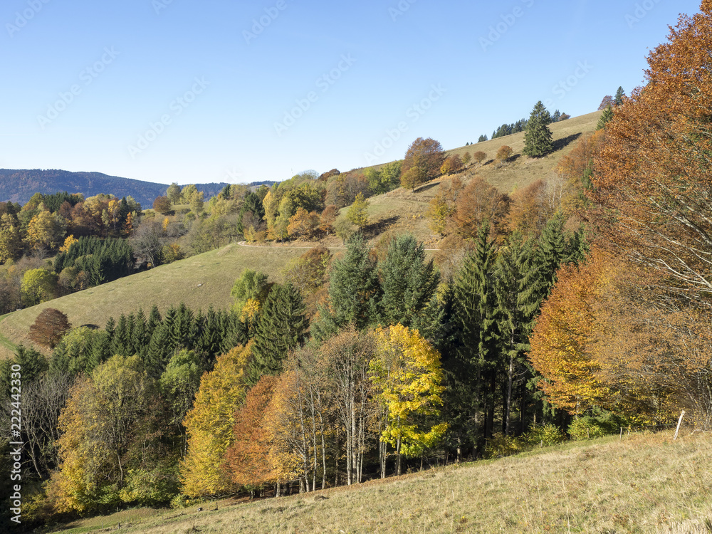 Fagus sylvatica. Houppiers de hêtres communs de Forêt-Noire en Allemagne aux couleurs d'automne. 