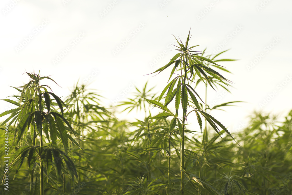 Ecologic hemp industrial plantation Ecologic hemp industrial plantation