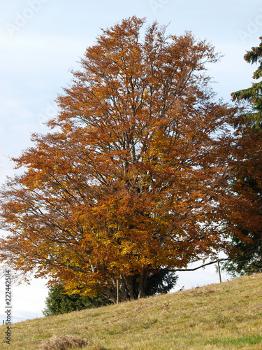 Fagus sylvatica. Houppiers de hêtres communs de Forêt-Noire en Allemagne aux couleurs d'automne.  photo