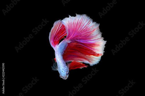 Rhythmic of red - white betta fish, siamese fighting fish betta isolated on black background