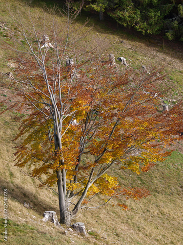 Fagus sylvatica. Houppiers de hêtres communs de Forêt-Noire en Allemagne aux couleurs d'automne.  photo