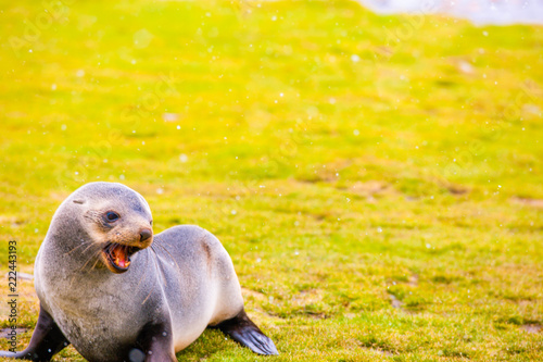 Cute Penguins Seals Sea Lions Elephant