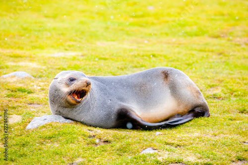 Cute Penguins Seals Sea Lions Elephant