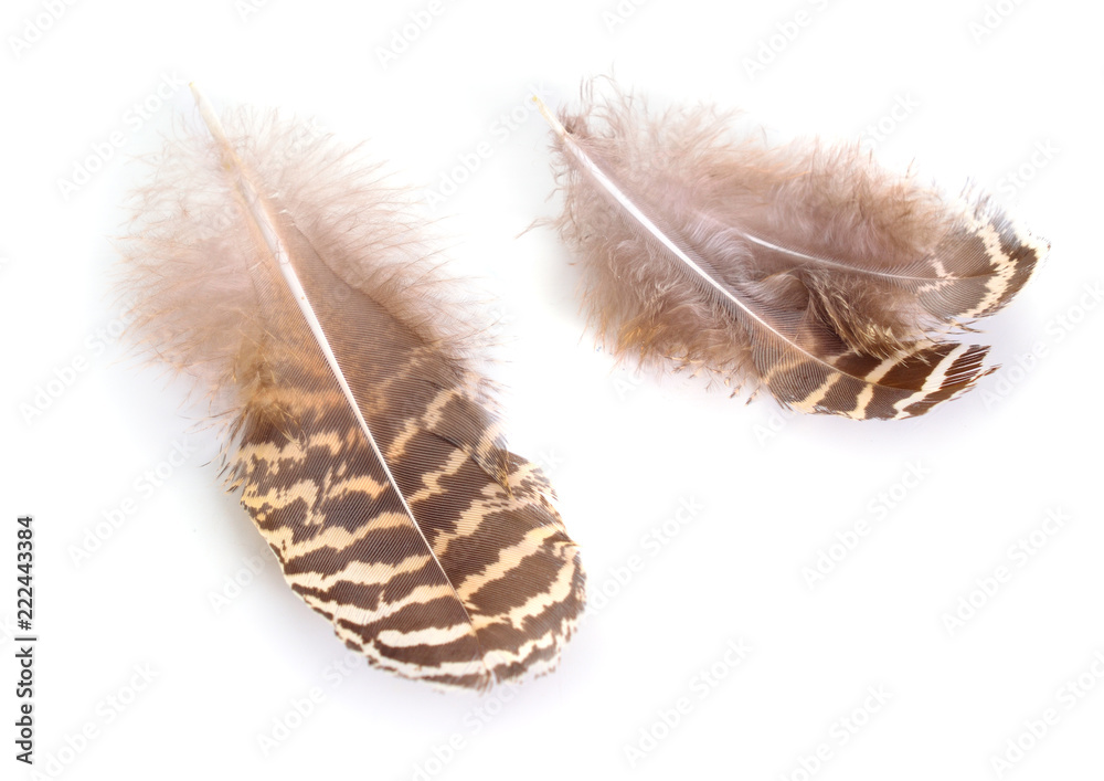 Fototapeta premium Brown Spotted feathers isolated on white background
