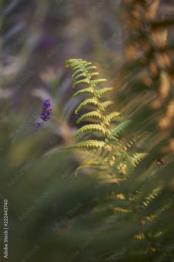 Green monring sunshine leaves in garden