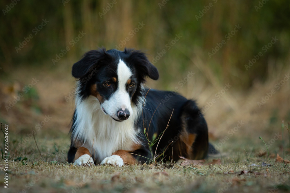 Bordercollie und ein Löwenzahn Bordercollie und ein Löwenzahn