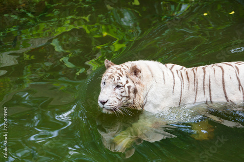 Fototapeta Naklejka Na Ścianę i Meble -  Active albino white tiger outdoors