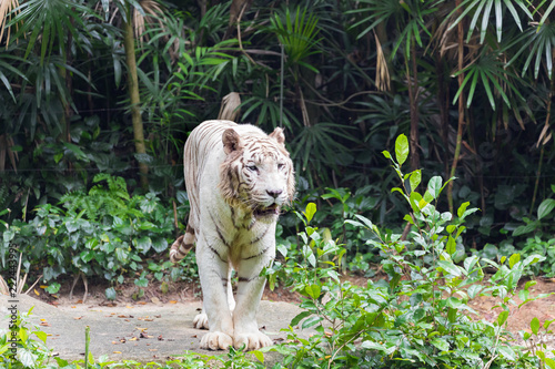 Fototapeta Naklejka Na Ścianę i Meble -  Active albino white tiger outdoors