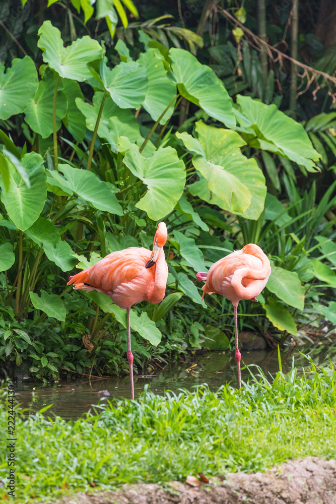 Two pink flamingo standing in water park