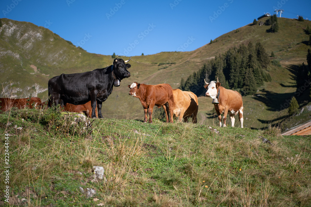 Cows in a field