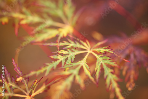 Green monring sunshine leaves in garden