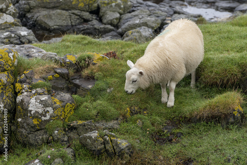 A single sheep on the Isle of Muck, a small island in the Inner Hebrides of Scotland