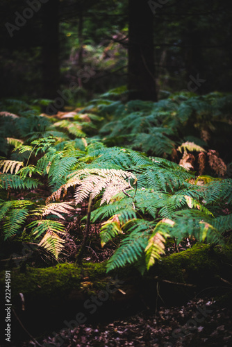 Fototapeta Naklejka Na Ścianę i Meble -  Ferns in Natural Woodland Environment