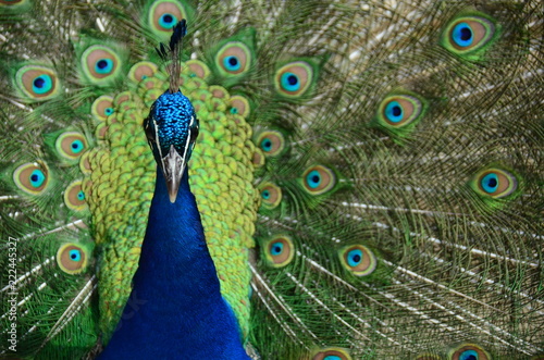Pfau - Schloss Eggenberg, Österreich photo